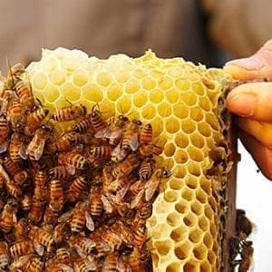 Bee sustainable