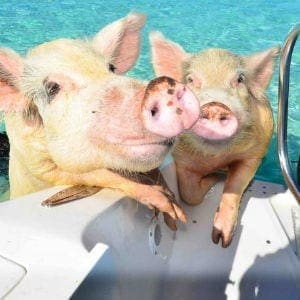 Swimming Pigs
