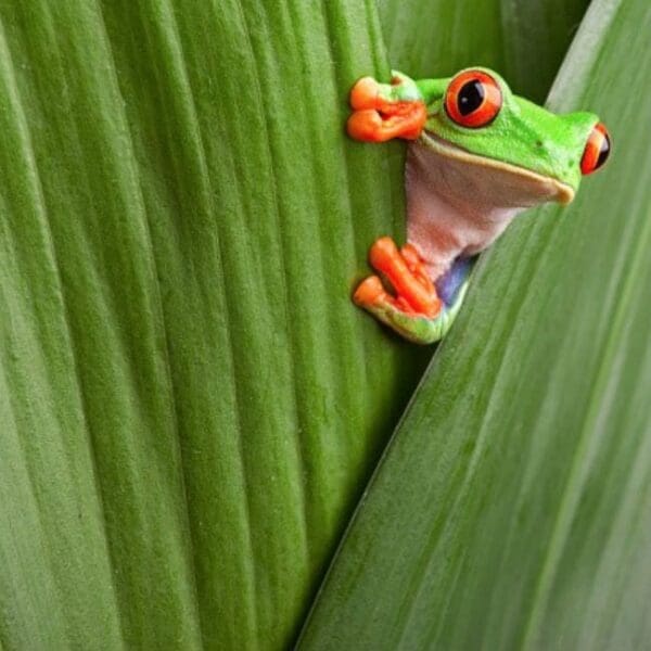 stand out frog