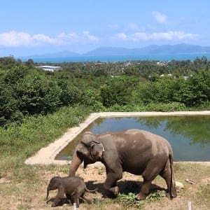 Meliá Koh Samui elephant rescue