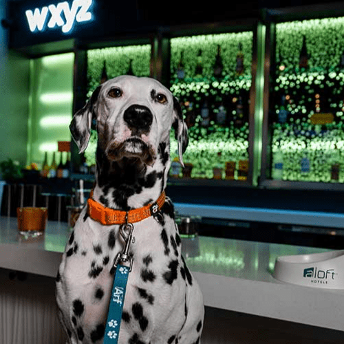 Aloft Hotels offers working dogs free (Dog) brew this international dog day